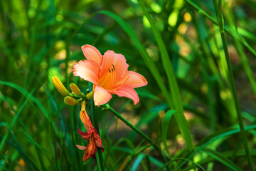 Obraz premium Beautiful flowers in the meadow. The background is green.
