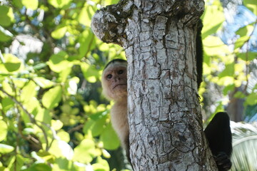 Spider Monkey