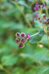 Beautiful flowers in the meadow. The background is green.