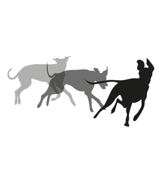 Dogs logo - Vector