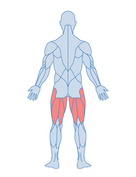 The tensor fascia lata stock illustration. Illustration of isolated -  57549075