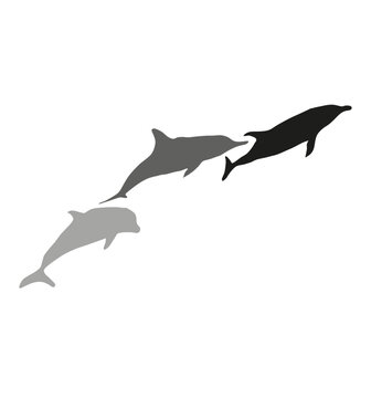 four gray dolphins swimming white background clip art preview