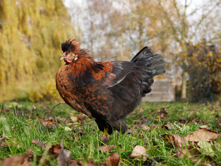 Close up of brown rooster of Poland chicken