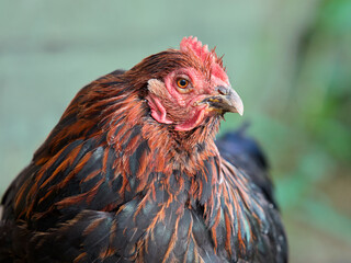 Close up of old brown chick with bad sight