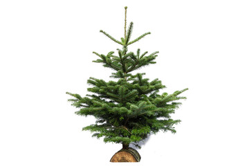Christmas tree on white background without decoration. Small fir tree on a log