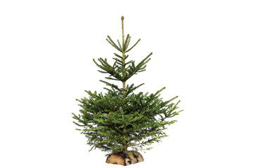 Fototapeta na wymiar Christmas tree on white background without decoration. Small fir tree on a log