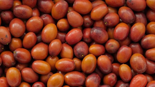 Chinese date fruits or Ziziphus jujuba fruits background rotating. Harvest of ripe useful berries. Ziziphus jujuba fruits (Unabi common, Yuyuba Chinese - exotic fruits of jujube tree) rotate, flat lay