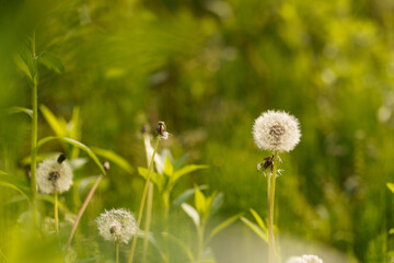 beautiful flowers on a green meadow