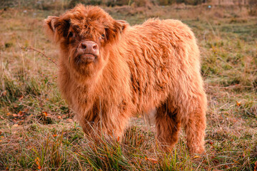 Highland cattle cub at pasture in mountain Hairy coo sustainable breeding for slaughter Environmental sustainability - obrazy, fototapety, plakaty