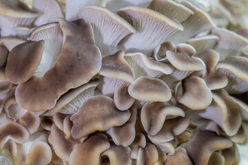 Closeup of italian oyster mushrooms