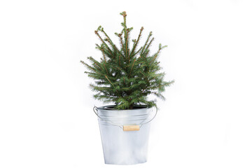 Small Christmas tree in a metal pot on a white background. Fir tree asset