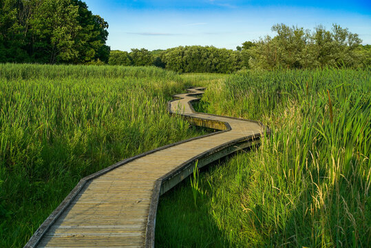 Winding Wooden Boardwalk Pah Through Lush Green Summe Meadow