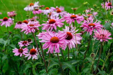 Fototapeta premium Herbal Echinacea Flowers. Herbal Echinacea or Coneflower flowers in a garden. 