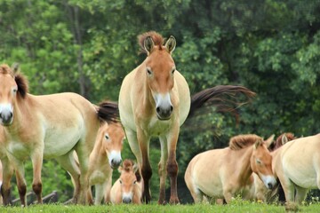 horses on the horizon
