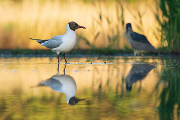 Black-headed gull (Chroicocephalus ridibundus)