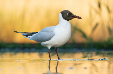 Fototapeta premium Black-headed gull (Chroicocephalus ridibundus)