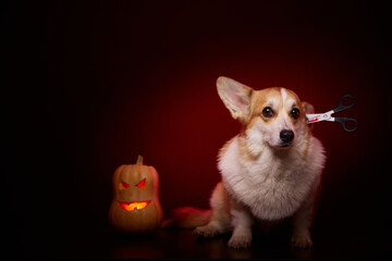 A corgi dog in a terrifying Halloween costume. The frightened face of a dog. Scissors are stuck in the dog's head. A dog and a pumpkin on a red background.