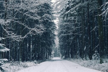 winter road in the forest