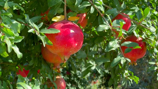 Organic pomegranate hanging on a tree branch on a sunny day
