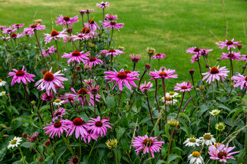Herbal Echinacea Flowers. Herbal Echinacea or Coneflower flowers in a garden. 