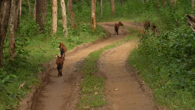 Pack on wild dogs or dhole (Cuon alpinus) from Indian forests
