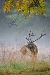 Great Smoky Mountains Bull Elk surrounded by mist under golden leaves
