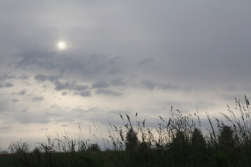 evening landscape with grasses shapes