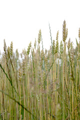 golden ears grain of wheat and hervest