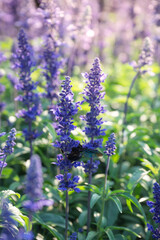 Obraz premium Purple lavender flower blooming in the garden