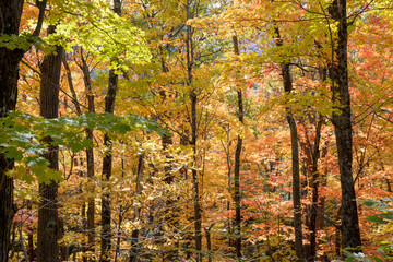 Obraz premium Fall colors in a forest in the Adirondack Mountains