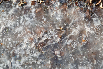 Frozen puddle surface with autumn leaves.