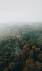Misty morning forest 