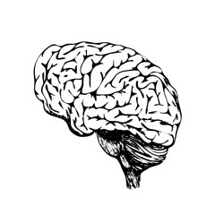 Hand drawn of a brain, sketch. Doodle vector illustration