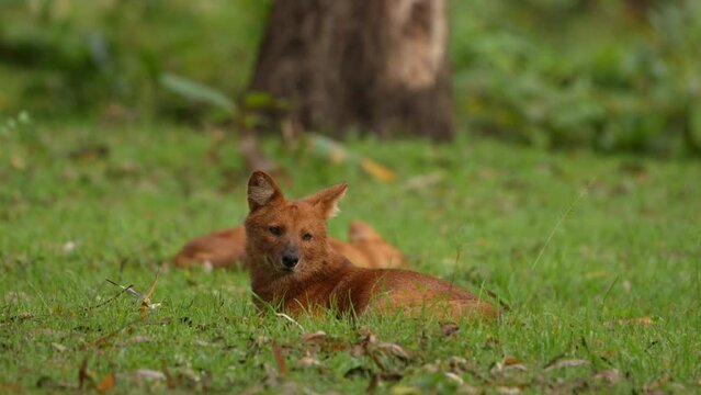 Pack on wild dogs or dhole (Cuon alpinus) from Indian forests