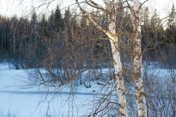 Foto auf Leinwand Birch against the backdrop of a winter landscape. © ksi
