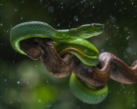 green snake on a tree