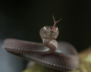 close up of a snake