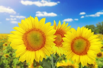 Fototapeta premium Beautiful fresh yellow Sunflowers field with sun
