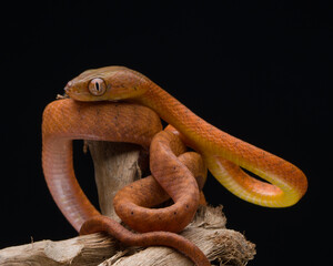 close up of a snake on a branch