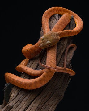 Snake on a branch 