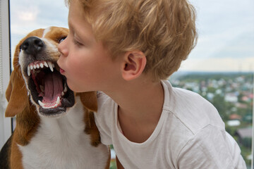 Cute little boy tries to kiss the dog on the nose, the dog growls and grinds his teeth. Disgruntled...
