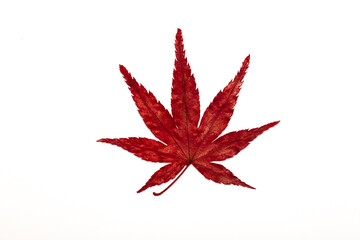 Autumn leaves on a white background isolated. Collection of colorful fallen autumn leaves.