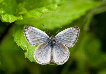 close up of a beautiful white moth perched on a weed.
