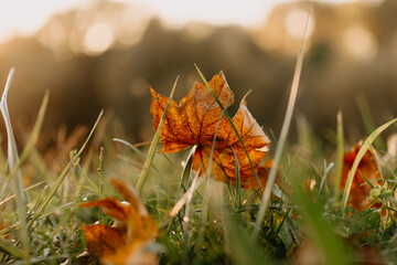 yellow leaf in the grass