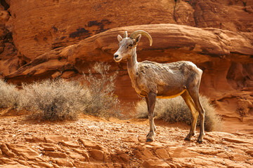 Mountain goat on the rock