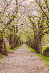 秋田県　角館の桜並木
