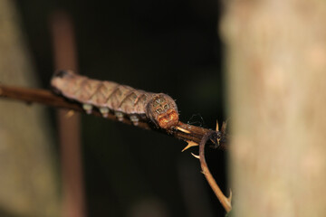 meadow caterpillar insect macro photo