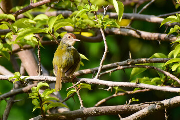 yellow billed hornbill
