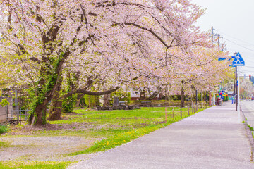秋田県　角館武家屋敷　しだれ桜風景
