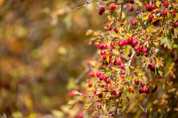 Red fruits of hawthorn on a tree, close-up. Crataegus berries, commonly called forest hawthorn.